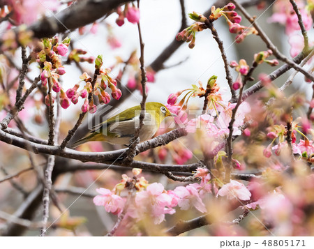 桜とメジロ 48805171