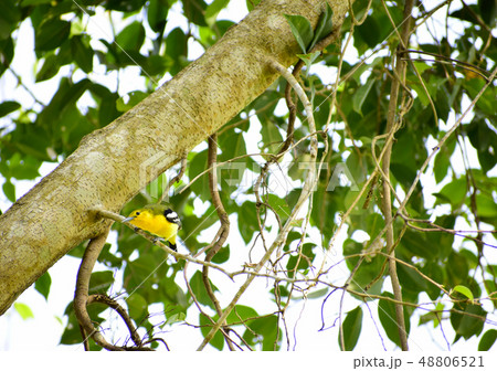 Oriole bird on the tree Oriole bird on the tree 48806521