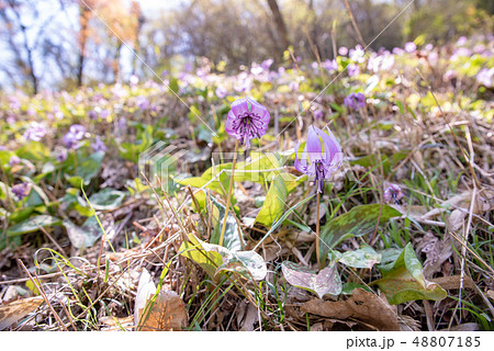 カタクリ～かたくり初恋公園～ 48807185