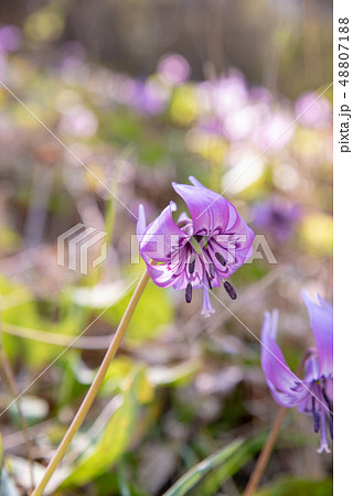 カタクリ～かたくり初恋公園～ 48807188