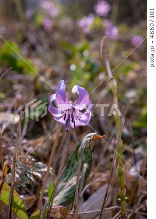カタクリ～かたくり初恋公園～ 48807301