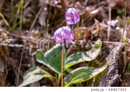 カタクリ～かたくり初恋公園～ 48807302