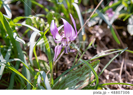カタクリ～かたくり初恋公園～ 48807306