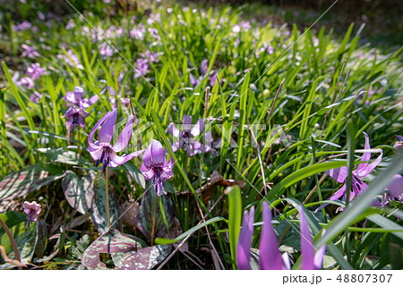 カタクリ～かたくり初恋公園～ 48807307