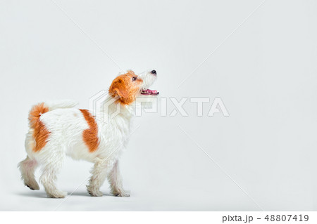 Little dog at studio looking up. Portrait pet. Puppy jack russel terrier Little dog at studio looking up. Portrait pet. Puppy jack russel terrier 48807419