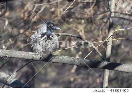 Crow chick. Bird on a tree in spring. Crow chick. Bird on a tree in spring. 48808400