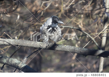 Little raven. Gray down plumage young crows. Little raven. Gray down plumage young crows. 48808401