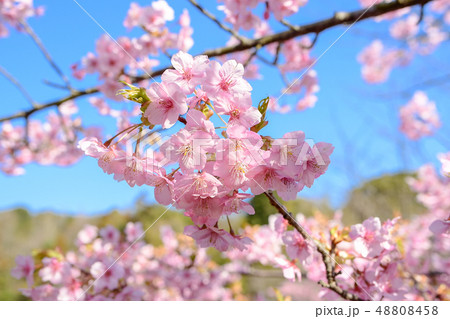 早春の河津桜と青空【福岡県】 48808458