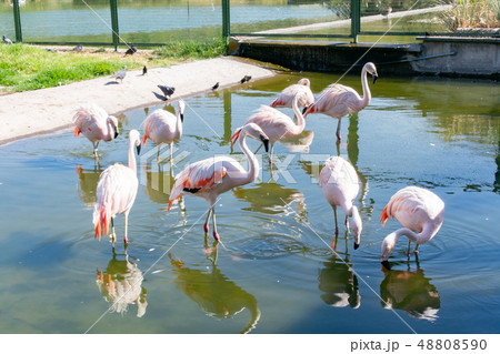 チリ・サンティアゴ ビセンテナリオ公園 チリ・サンティアゴ ビセンテナリオ公園 48808590
