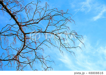 イイギリの落果後 48808616