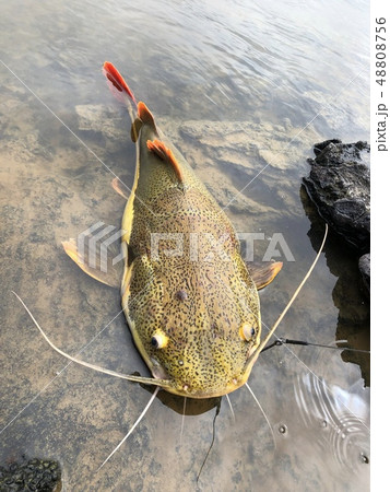 レッドテールキャットフィッシュ 48808756