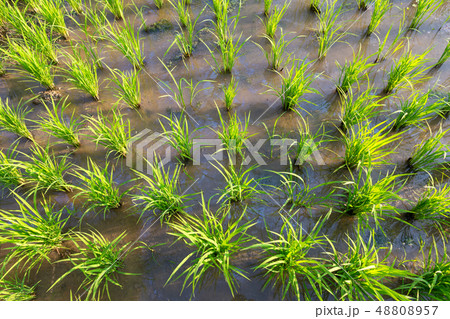 Rice Plants  or Organic rice in the water 48808957