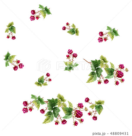ラズベリーのイラスト素材