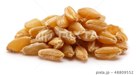 Heap of dry wheat grains isolated on white Heap of dry wheat grains isolated on white 48809552