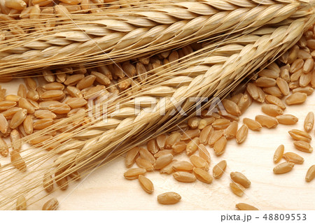 Bunch of wheat ears with wheat grains Bunch of wheat ears with wheat grains 48809553