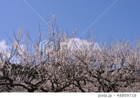 兵庫県竜野市　綾部山梅林 48809716