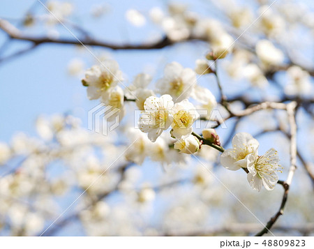 梅の花 48809823