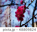 梅の花 48809824