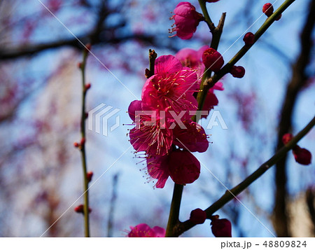 梅の花 48809824