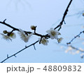 白梅と空 48809832