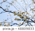 白梅と青空 48809833