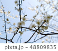 満開の白梅 48809835