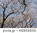 満開の桜 48809836