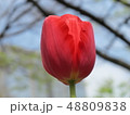 チューリップ 48809838