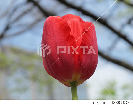 チューリップ チューリップ 48809838