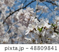 桜のアップ 48809841