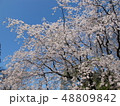 青空と桜 48809842