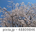 満開の桜 48809846