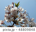 桜のアップ 48809848