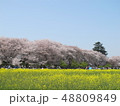 桜と菜の花 48809849