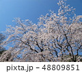 桜 48809851