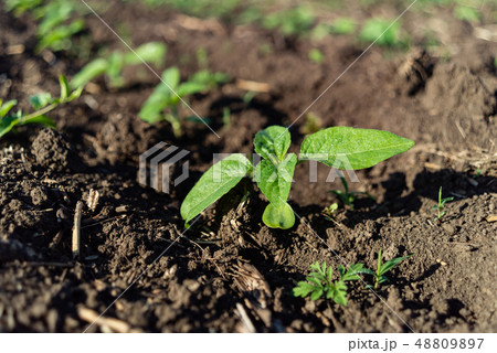 Sunflower seedling green small grew from ground on field 48809897