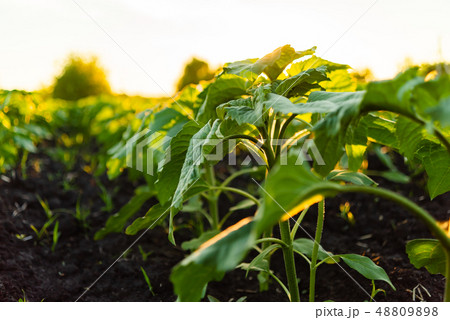 Green field of sunflower, white clouds in the blue sky and beautiful sunrise Green field of sunflower, white clouds in the blue sky and beautiful sunrise 48809898