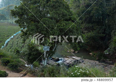 Path to mountain Ella ROCK, direction indicator tree Path to mountain Ella ROCK, direction indicator tree 48809957