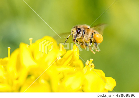 Honey bee hovering 48809990