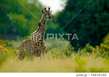 Young Giraffe and morning sunrise. 48810166
