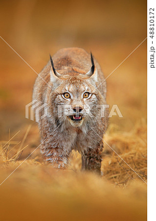 Lynx in green forest. Wildlife scene from nature 48810172