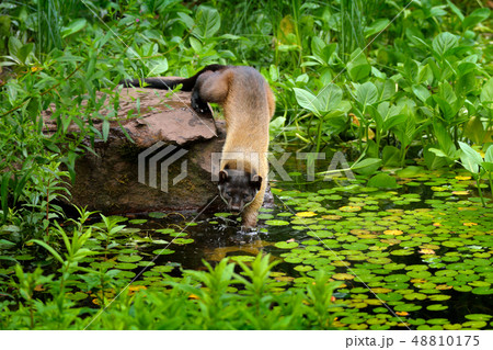 Yellow-throated marten, Martes flavigula 48810175