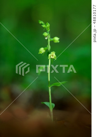 Epipactis moravica, Moravian Helleborine 48810177