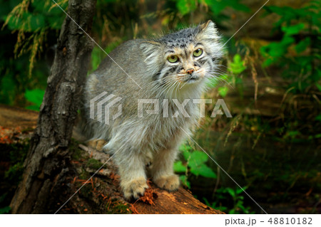Manul or  Pallas's cat, Otocolobus manul 48810182