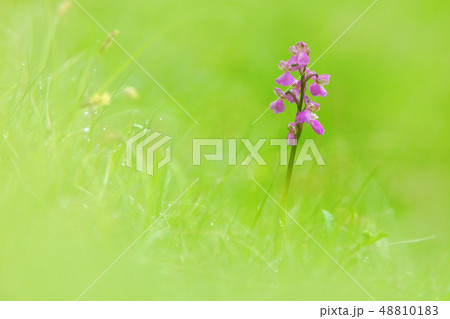 Orchis morio, Green-veined Orchid 48810183