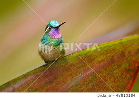 Purple-throated Mountain-gem, from Costa Rica. 48810184