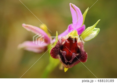 Ophrys apulica, Apulian Ophrys, Gargano in Italy. 48810189
