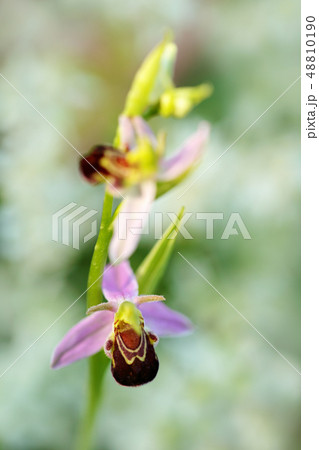 Ophrys apifera, Bee Orchid. Ophrys apifera, Bee Orchid. 48810190