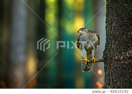 Bird in fall forest. Goshawk, Accipiter gentilis 48810192
