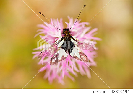 Owlflies, Libelloides lacteus, Gargano in Italy 48810194